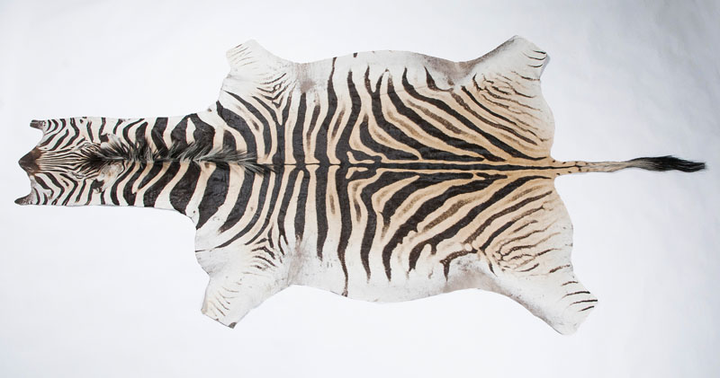 A zebra skin