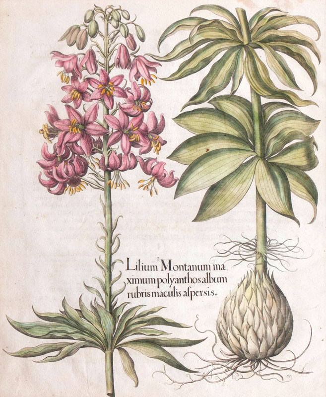 Lilium Montanum