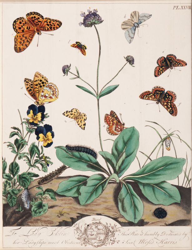 Two Prints with Insects and Plants