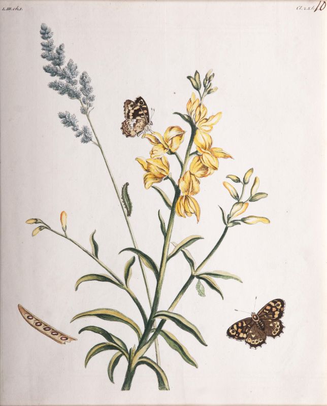 Benjamin Wilkes Drei Blätter Insekten auf Pflanzen