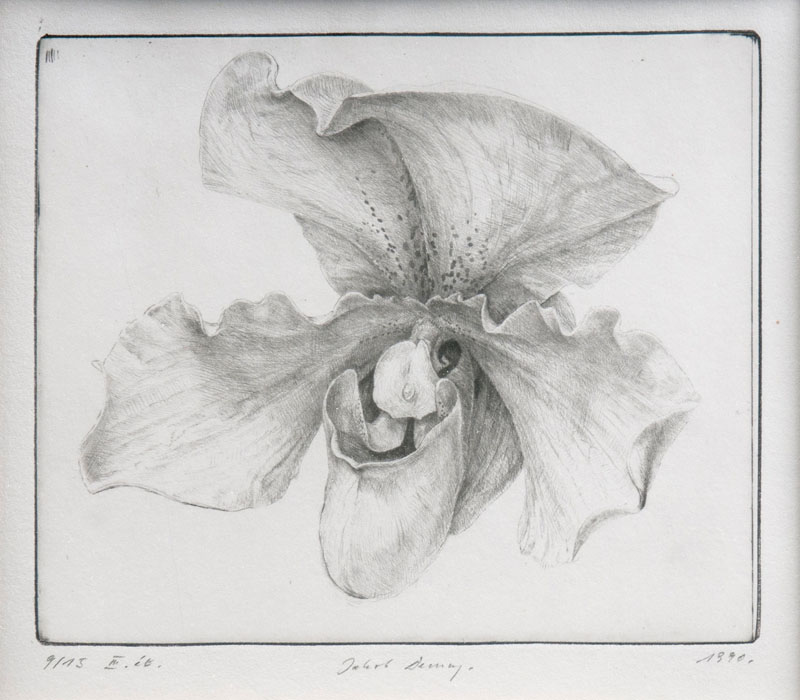 Jakob Demus - Orchidee Orchidee