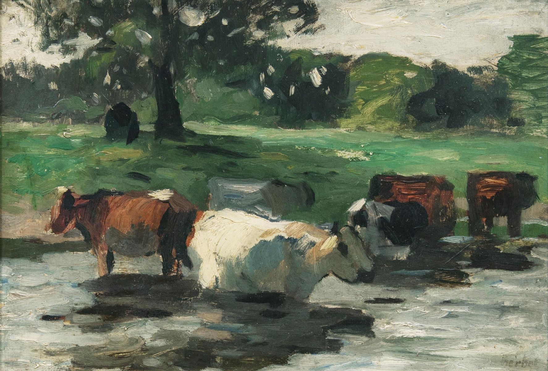 Kühe im Wasser