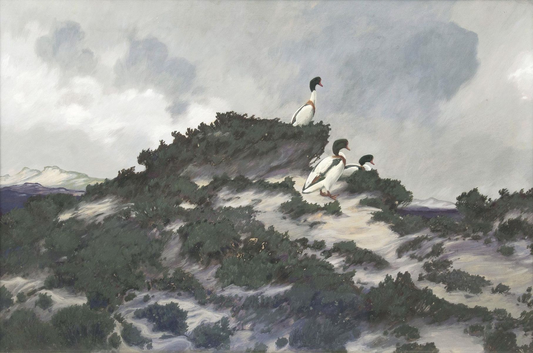 Friedrich Lissmann - Brandgänse in den Dünen Brandgänse in den Dünen