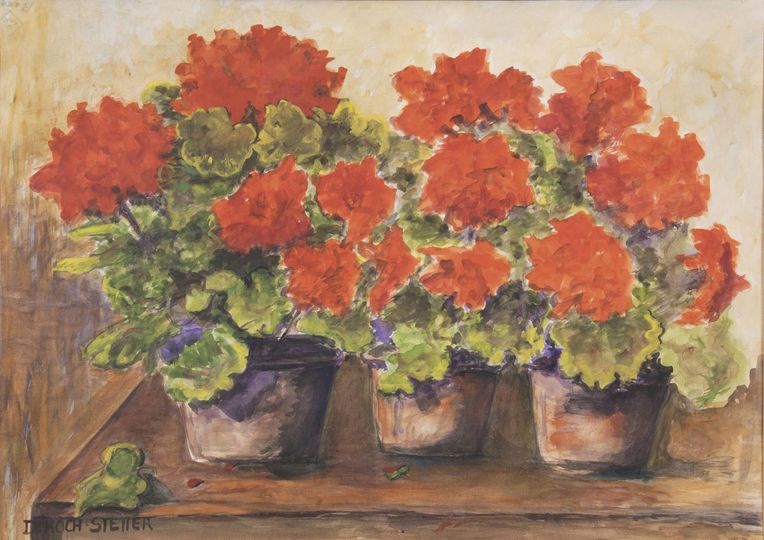 Geraniums