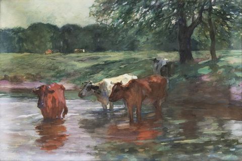 Cows by the Water