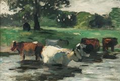 Cows in the Water