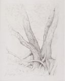 Alter Baum