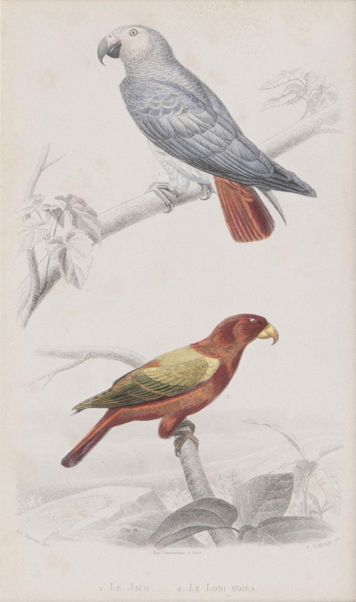 Ten engravings with Birds - image 2