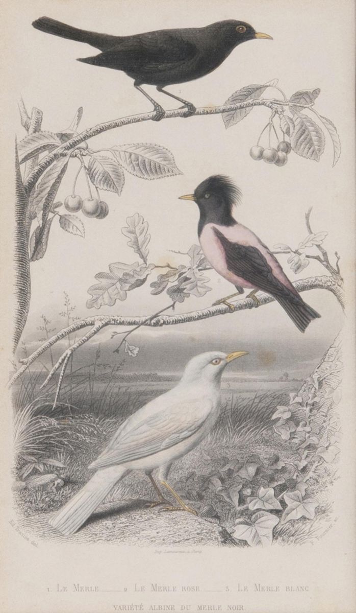Ten engravings with Birds - image 3