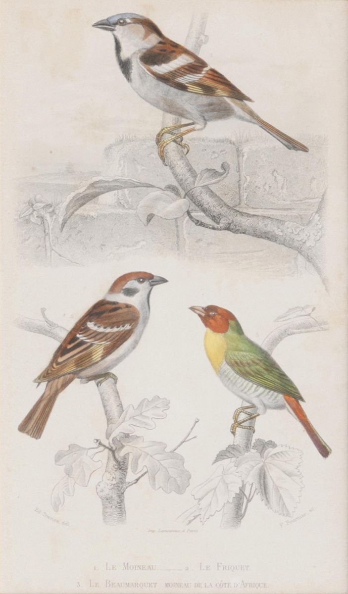 Ten engravings with Birds - image 4