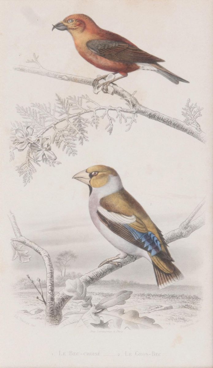 Ten engravings with Birds - image 5