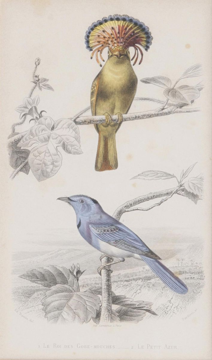 Ten engravings with Birds - image 7