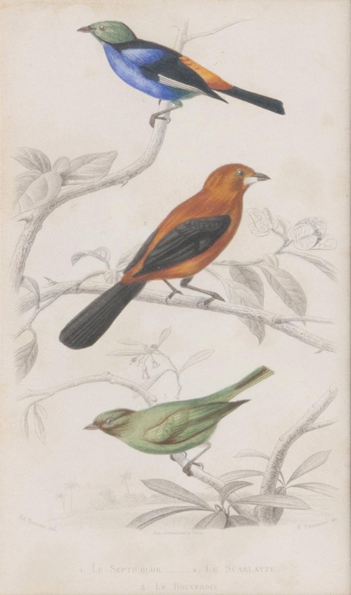 Ten engravings with Birds - image 8
