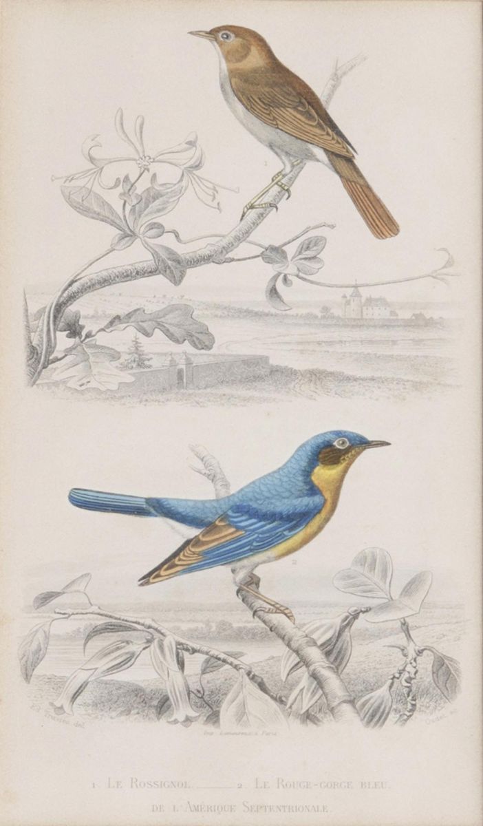 Ten engravings with Birds - image 9