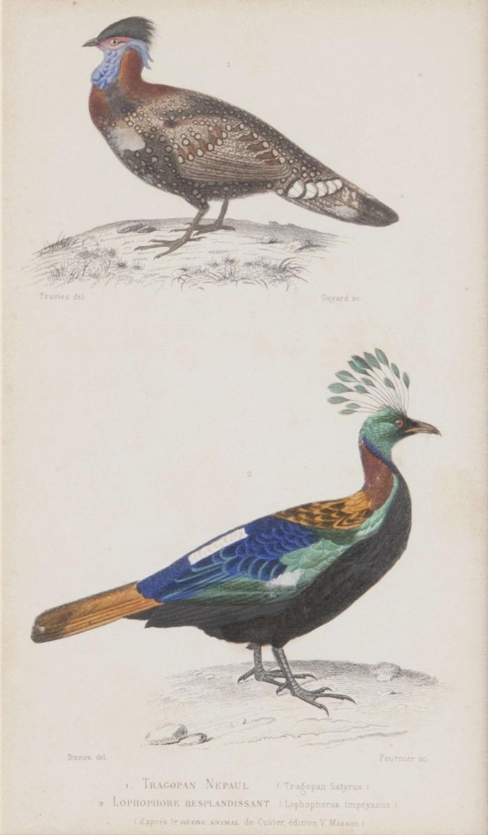 Ten engravings with Birds - image 10