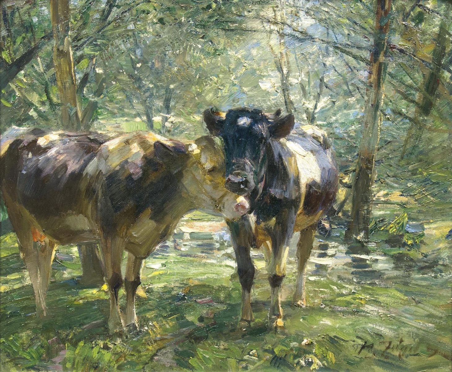 Kühe im Halbschatten