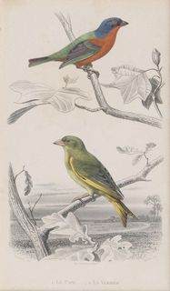 Ten engravings with Birds