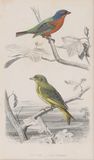 Ten engravings with Birds - image 1