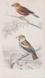 Ten engravings with Birds - image 5