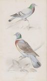 Ten engravings with Birds - image 6