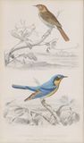 Zehn Kupferstiche mit Vögeln - Bild 9