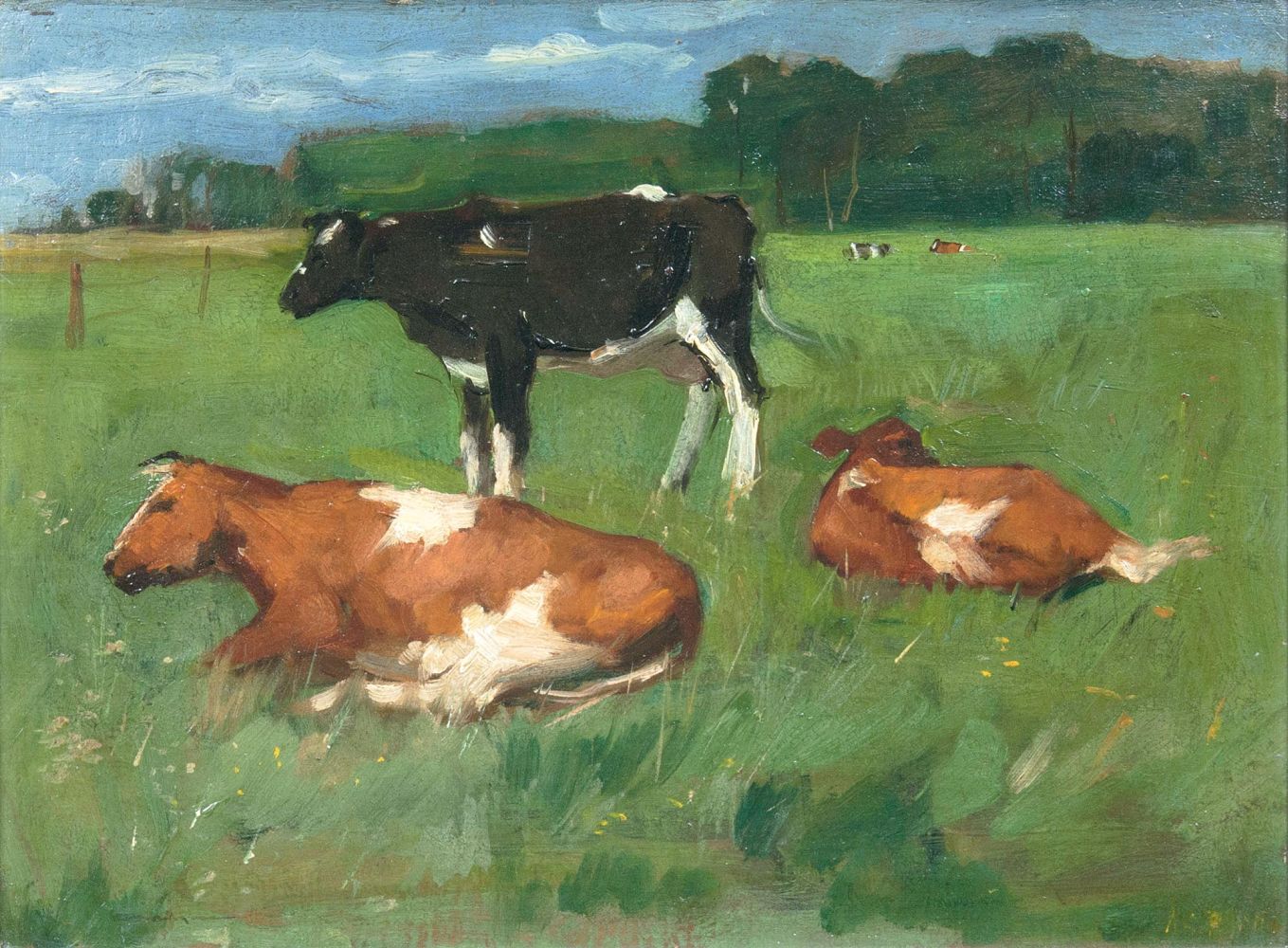 Cows