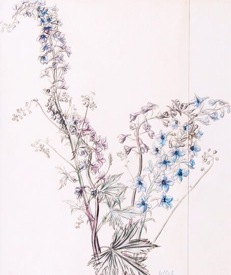 Delphinium