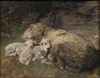 Sheep and Lambs