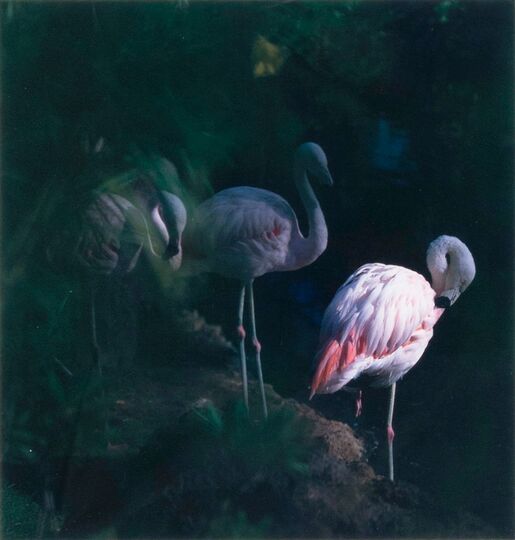 Flamingos