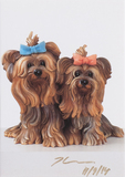 Yorkshire Terriers - image 1