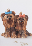 Yorkshire Terrier - Bild 1