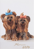 Yorkshire Terriers - image 2