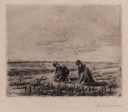 On the Potato Field - image 1