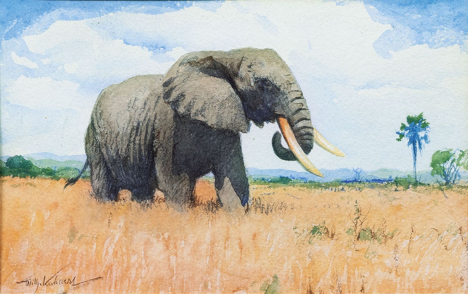 Elephant