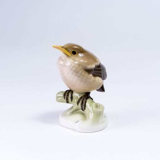 A Young Blackbird