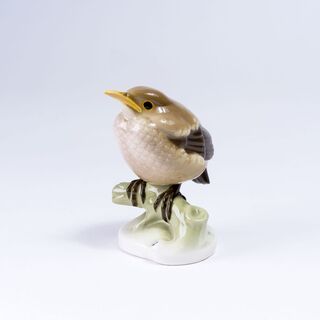 A Young Blackbird