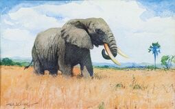 Elefant - Bild 1