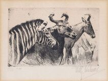 Zebra und Gnus - Bild 1