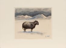 Verirrtes Schaf in verschneiten Dünen - Bild 2