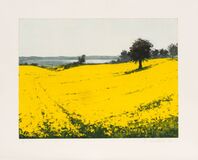 Rapeseed - image 1