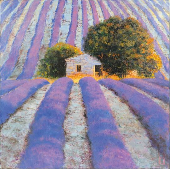 Lavender Field, Evening