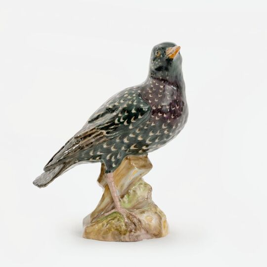 A Starling
