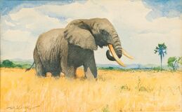 Elephant - image 1