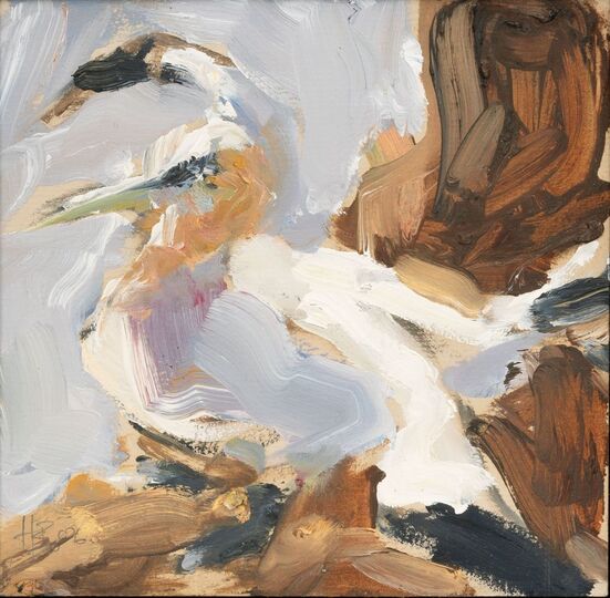 Northern Gannet