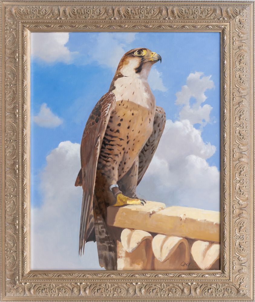 Falke - Bild 2