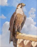 Falke - Bild 1