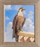 Falke - Bild 2