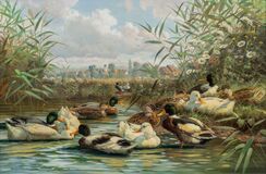 Enten auf dem Weiher - Bild 1