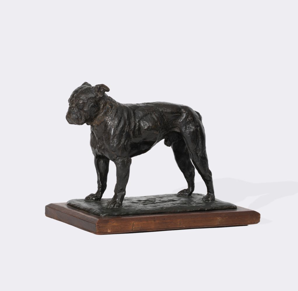 Französische Bulldogge