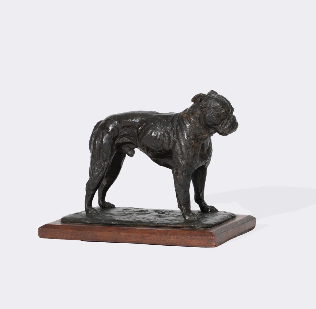 Französische Bulldogge - Bild 2